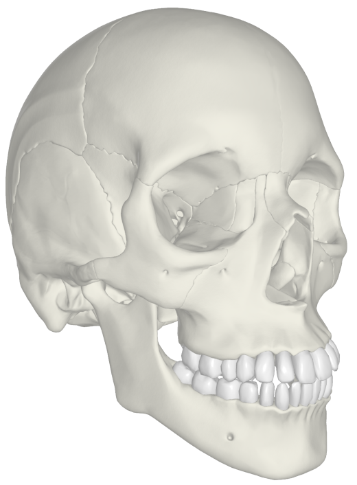 Skull